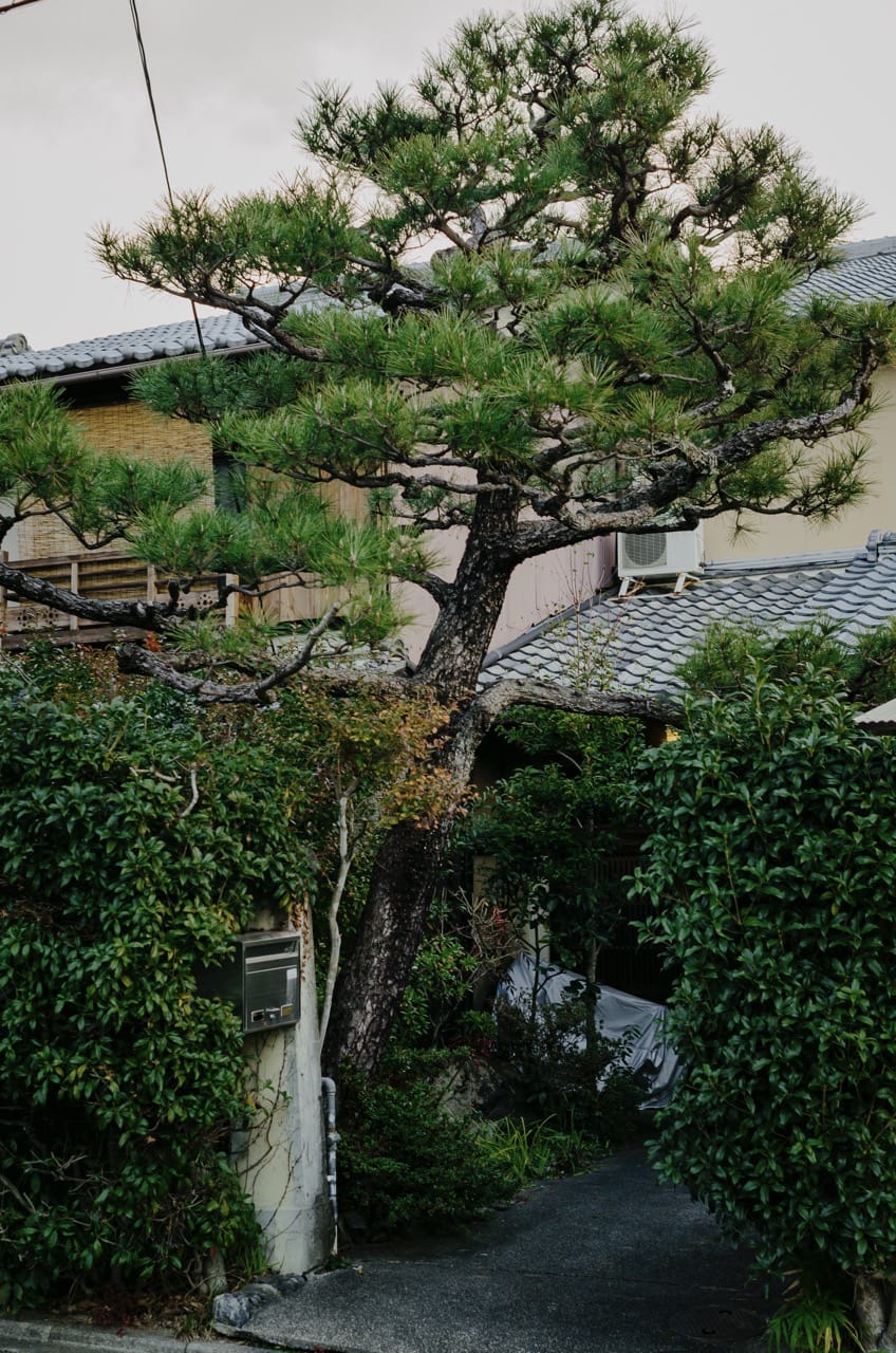 Превью Kyoto 2024